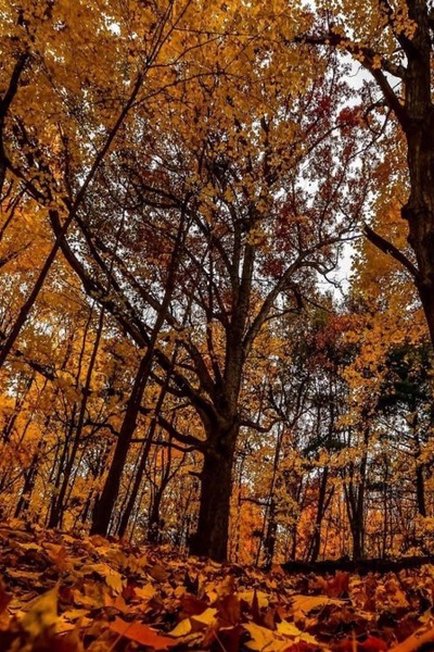 Fall Stroll