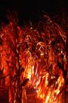 Autumn&#x27;s Red Blade